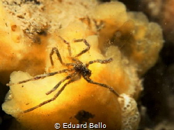 Small spider at a normal sponge (Suberites massa) by Eduard Bello 
